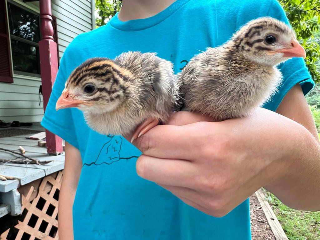 girl holding two guinea fowl chicks