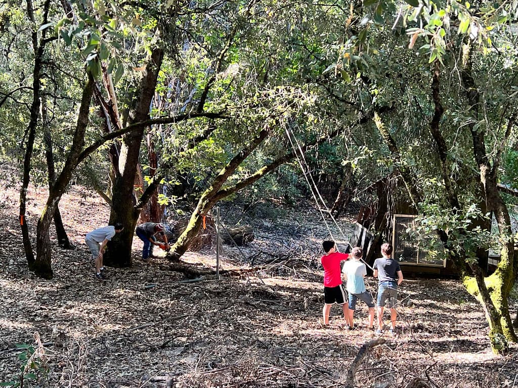 cutting down a big tree