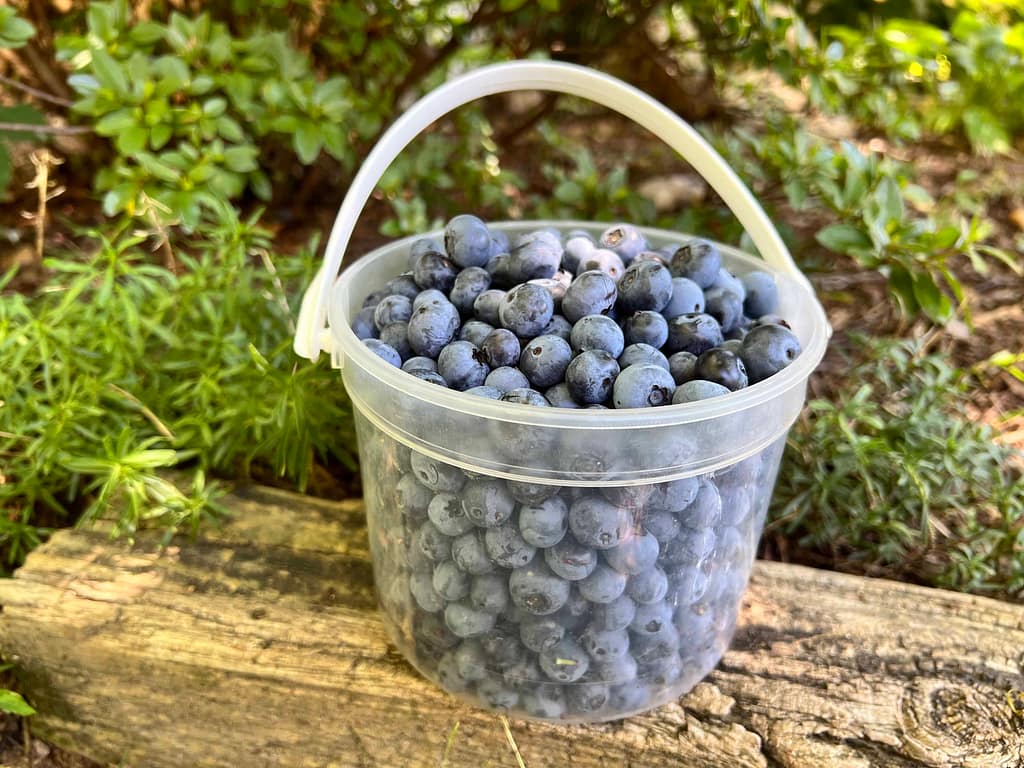 plastic see through basket full of blueberries