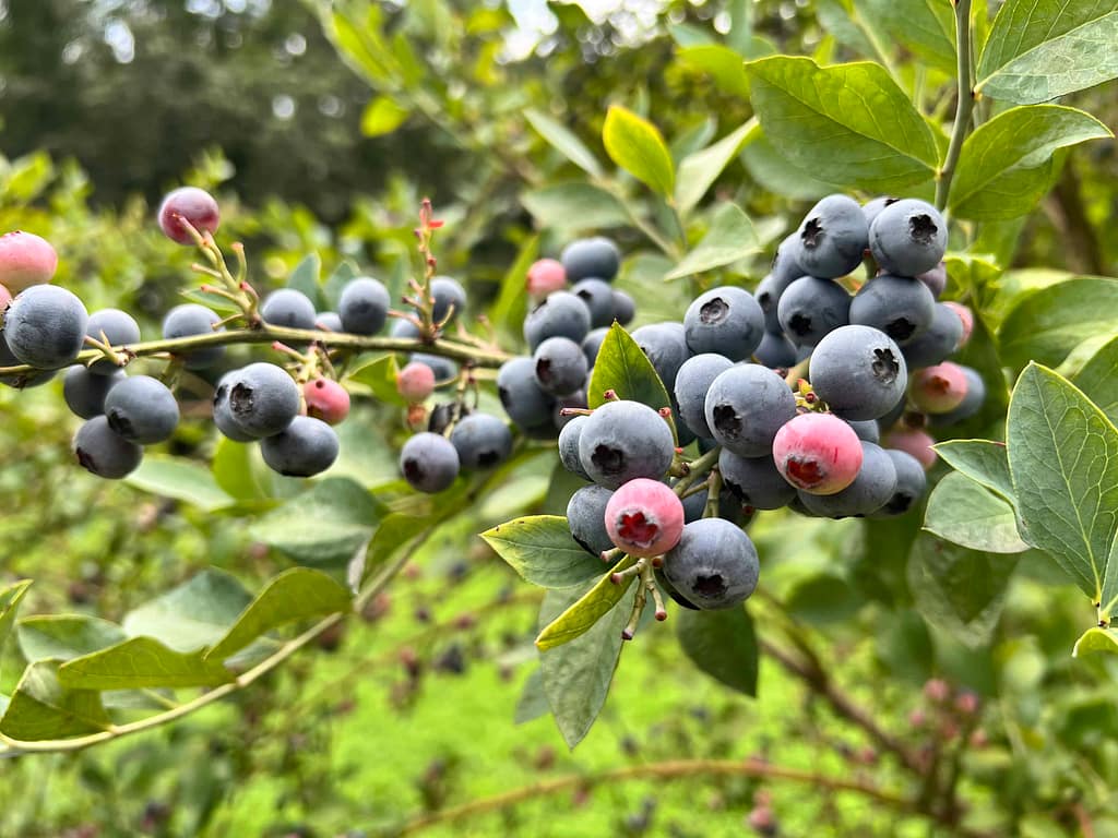 a huge bunch of blueberries on a branch