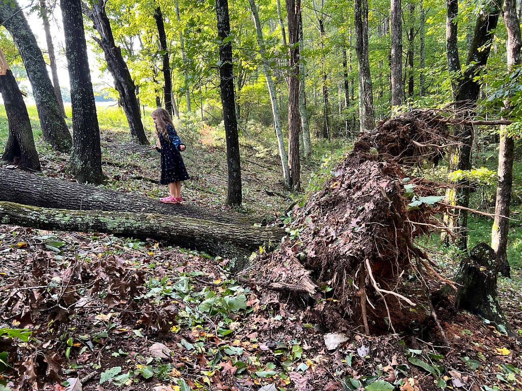 a big tree down and a girl playing on it