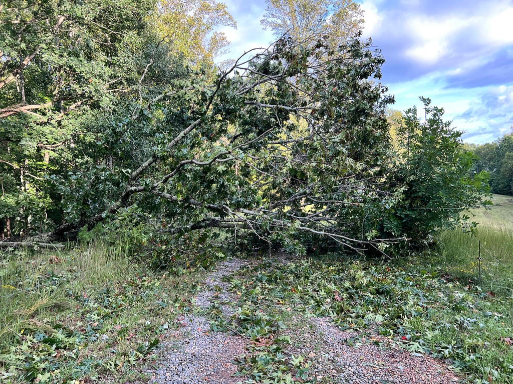 oak tree down across a road