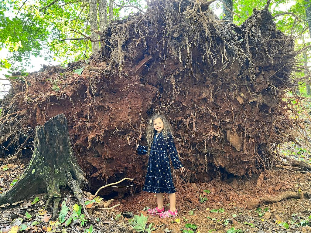 7 year old standing at the roots of a fallen tree