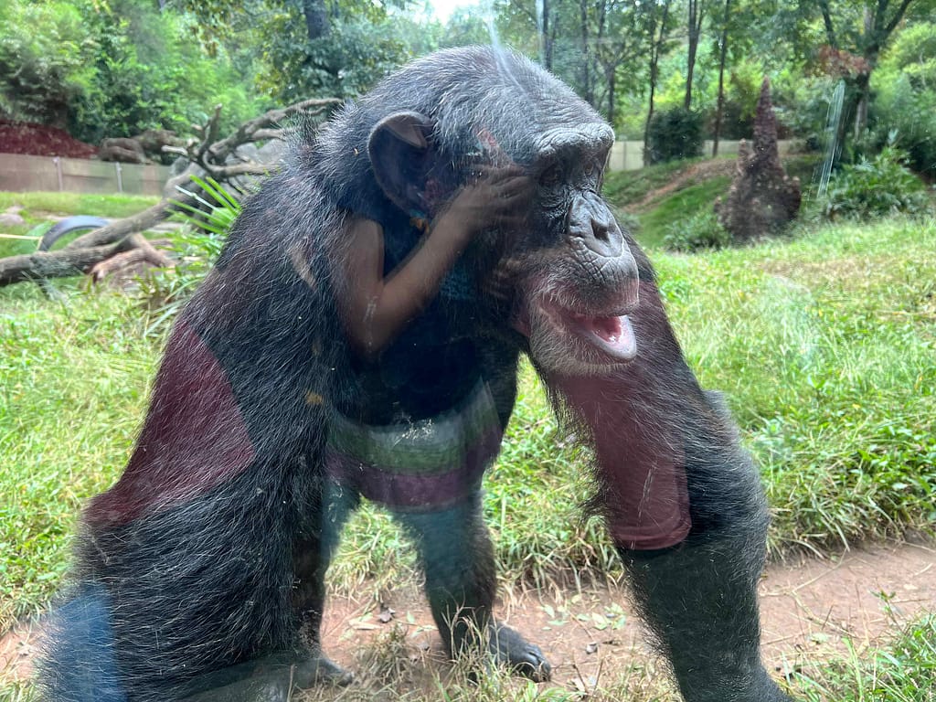 gorilla at NC zoo