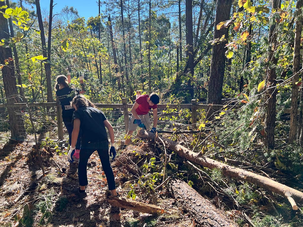 cleaning up down trees