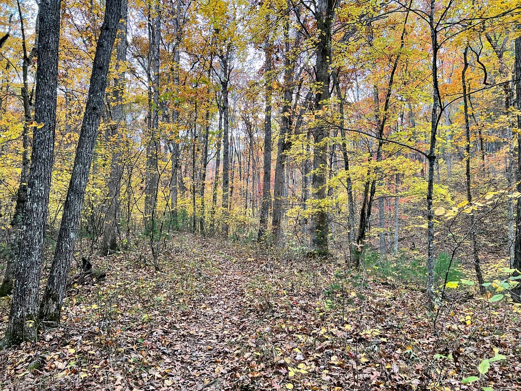 forest orange, yellow and green in fall