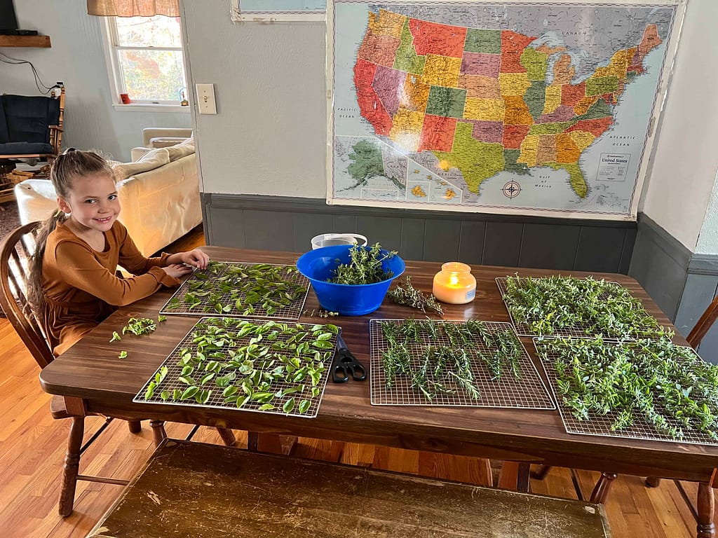 7 year old drying herbs on racks on the table