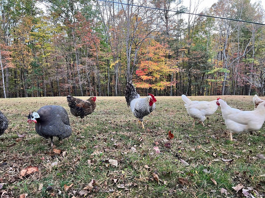chickens in front of Autumn trees