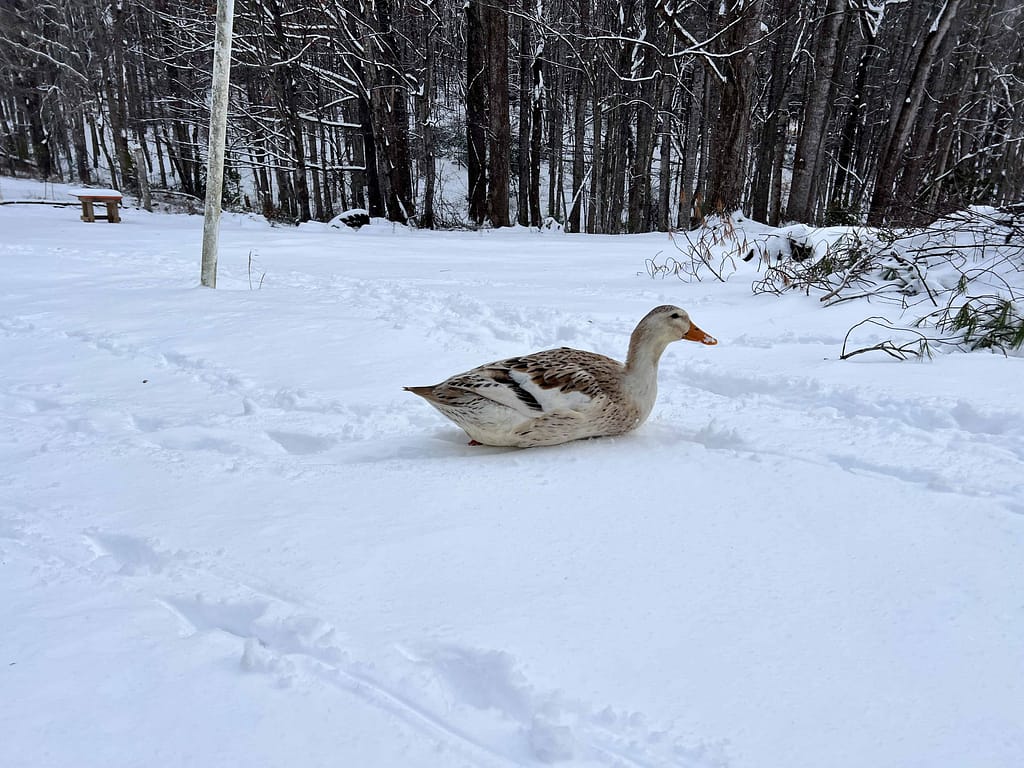 duck wading through snow