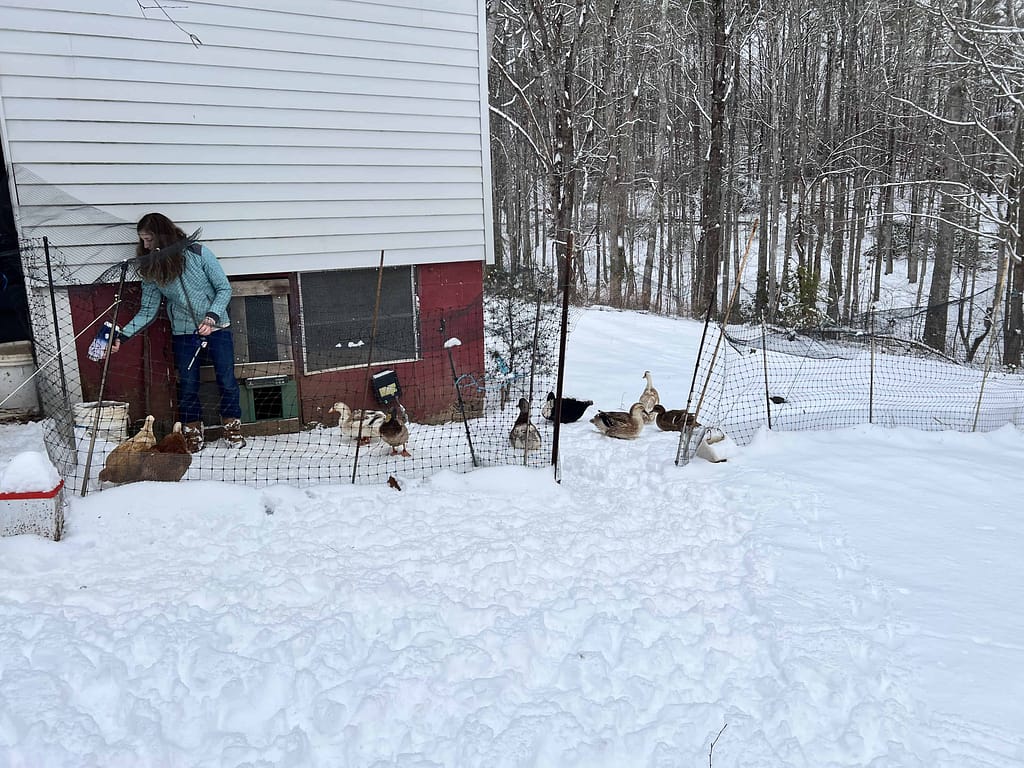 chicken yard in snow