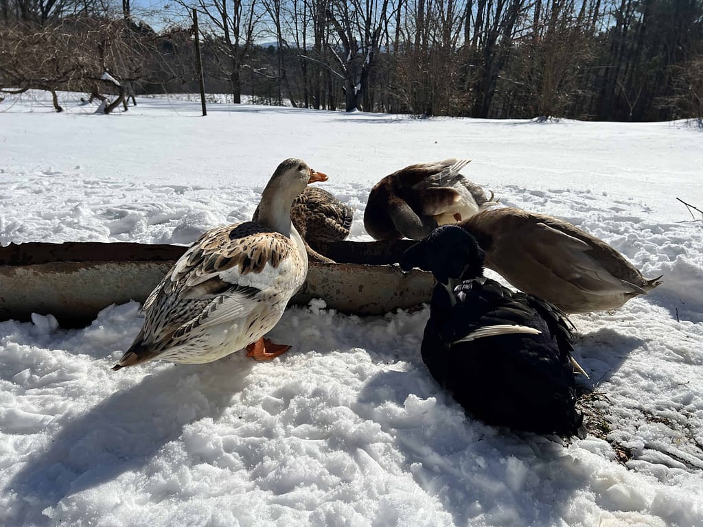 ducks drinking in water trough in snow