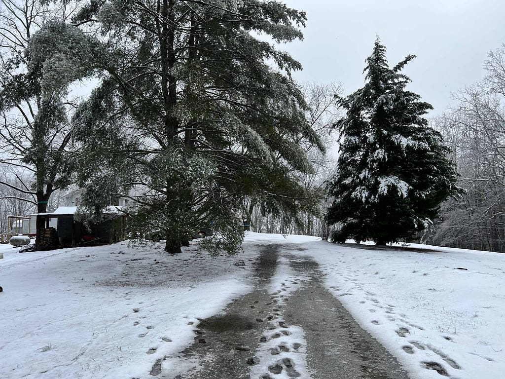 snowy driveway with evergreen trees