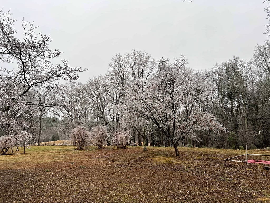 country yard in an ice storm
