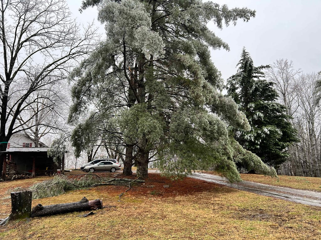 Virginia pines with ice on them