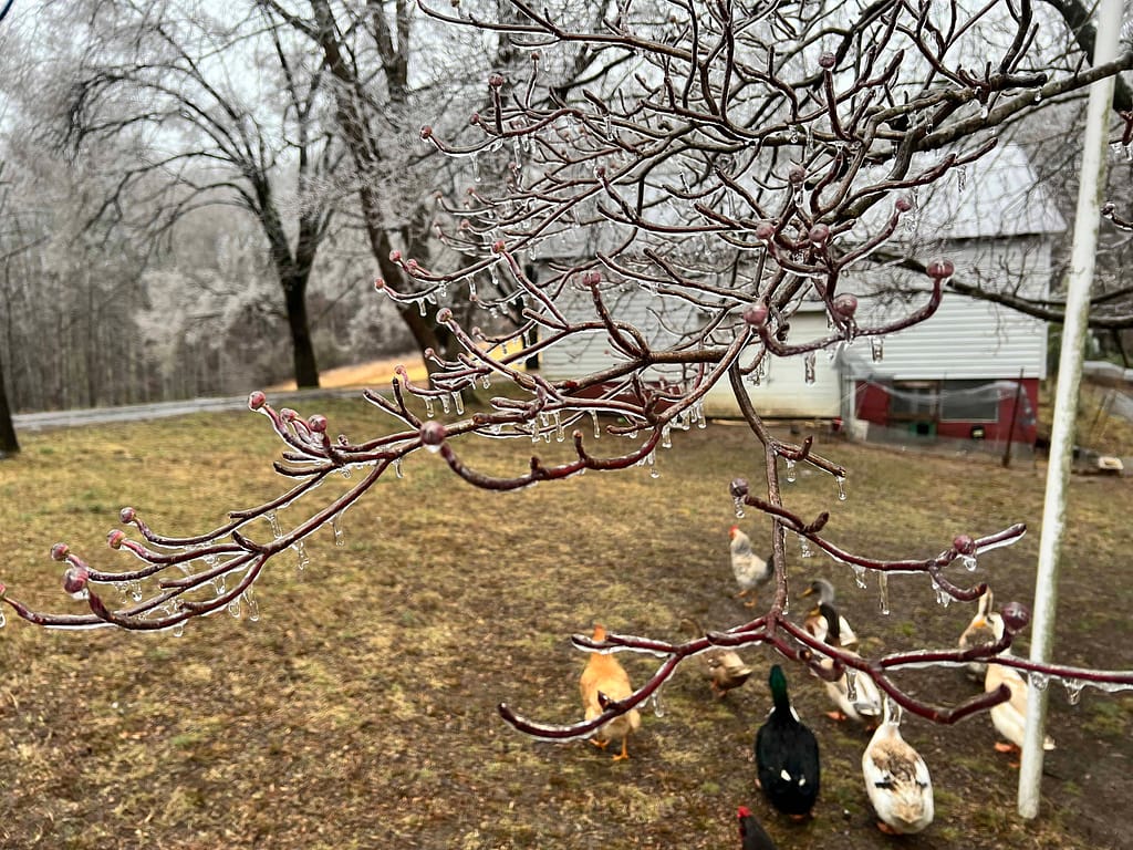 ice on dogwood tree with ducks in the background