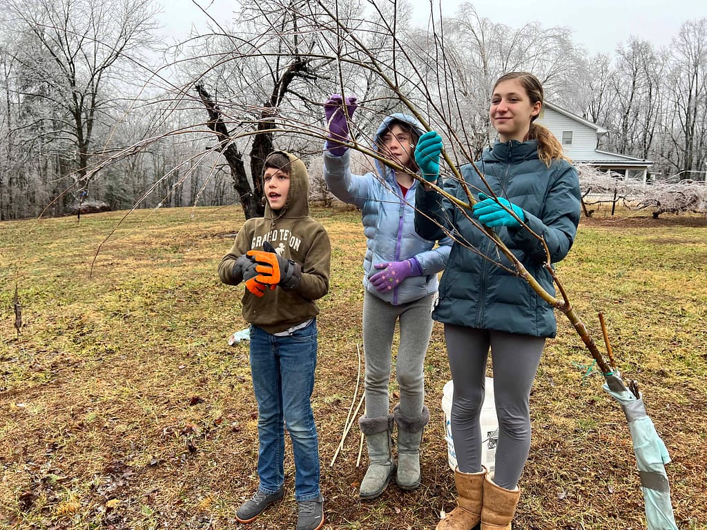 3 siblings getting ice off young willow tree