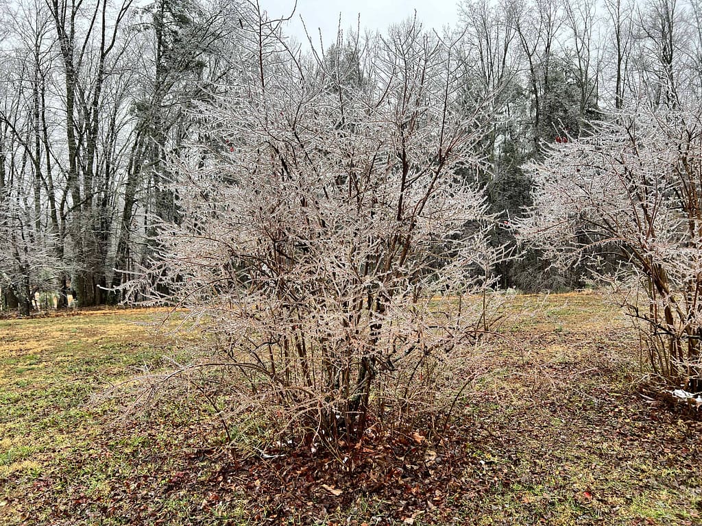 blueberry bushes in ice storm