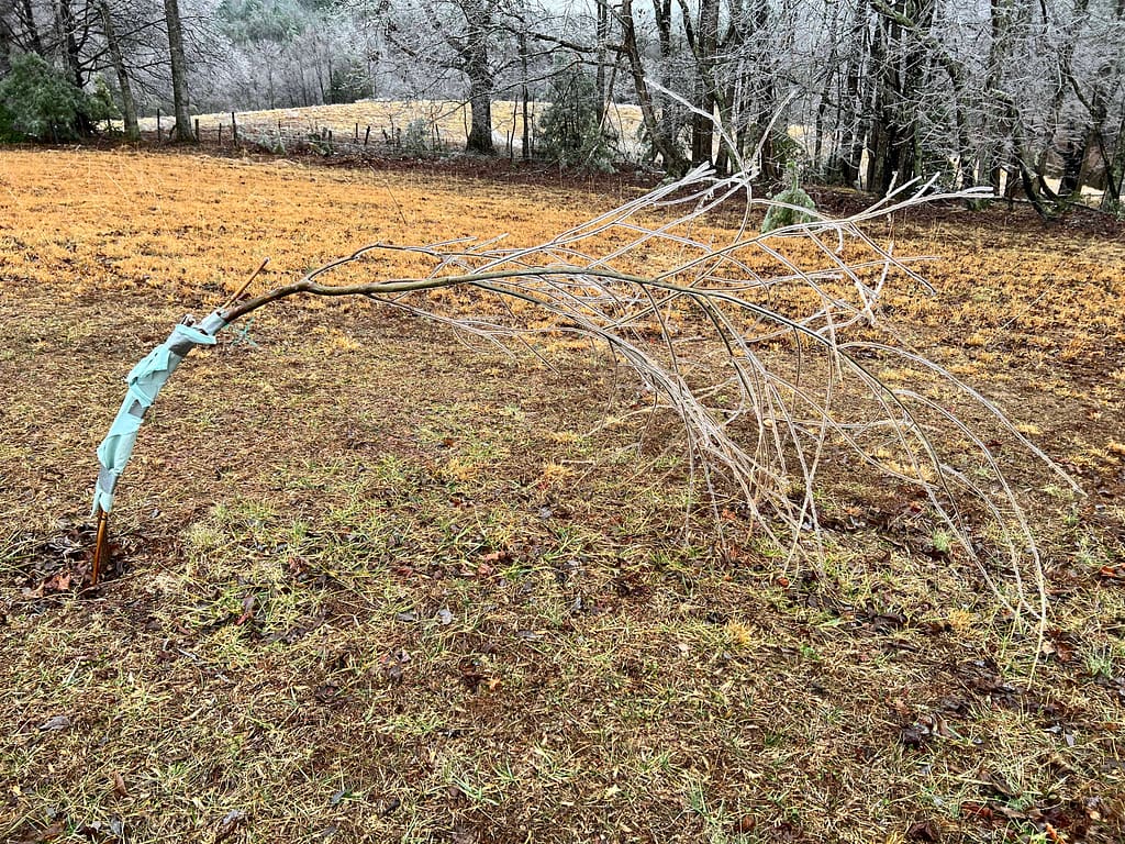 new weeping willow tree bent over with ice