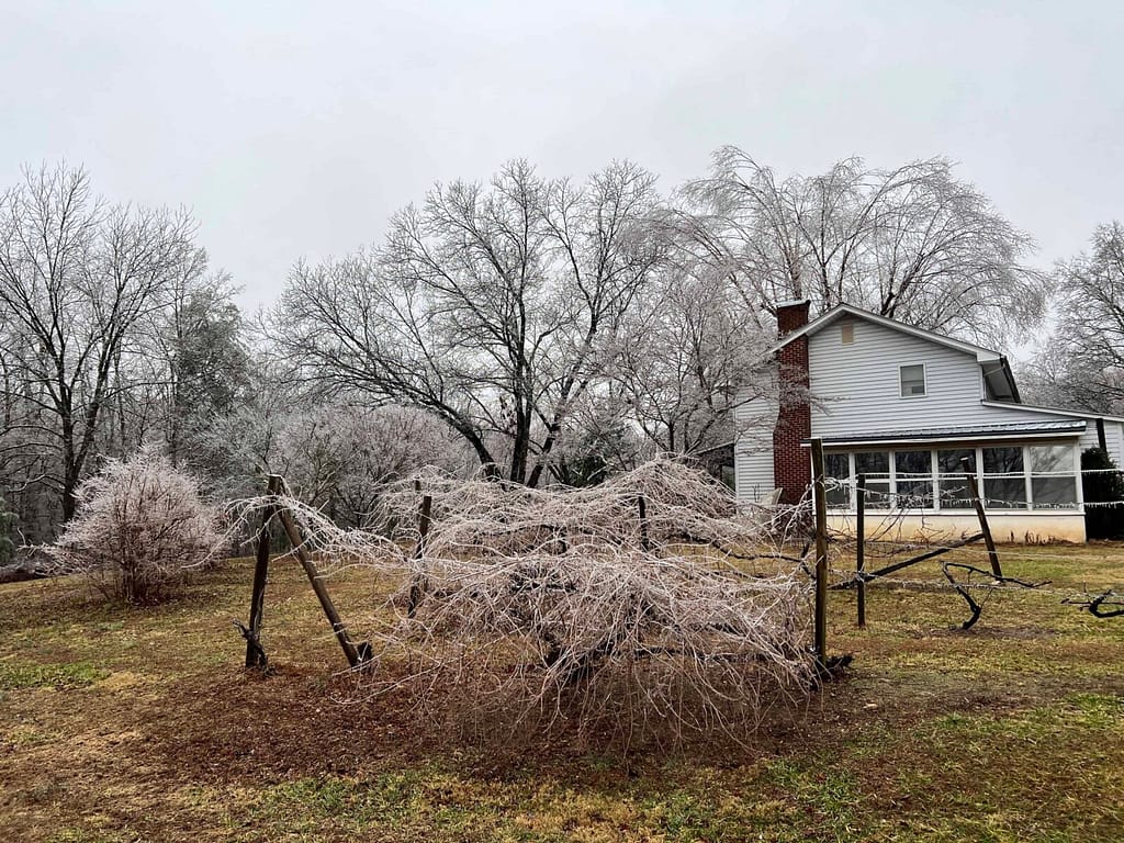 grapevines and white farmhouse in ice storm