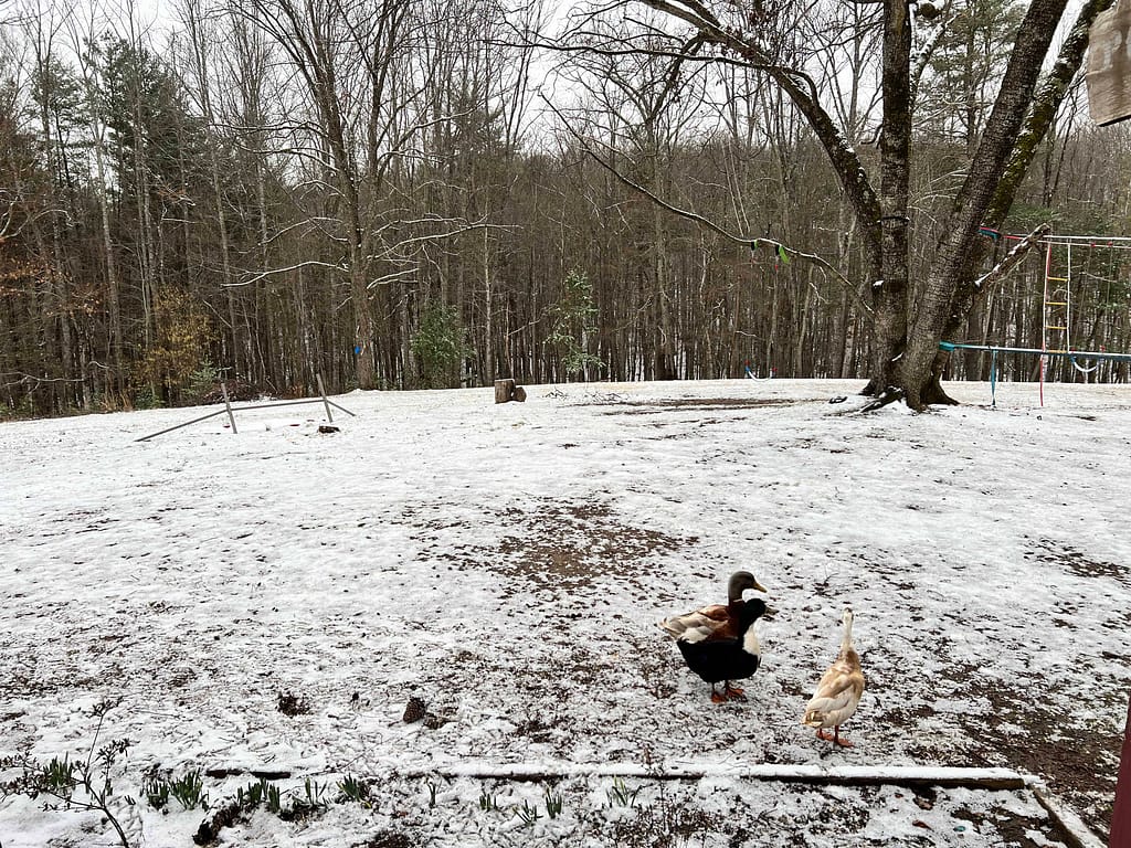 thin layer of snow on the grass with a few ducks walking around
