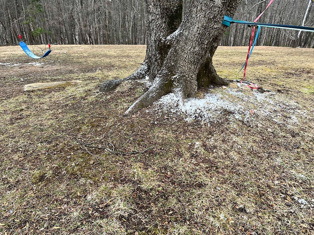 a dusting of snow next to a tree