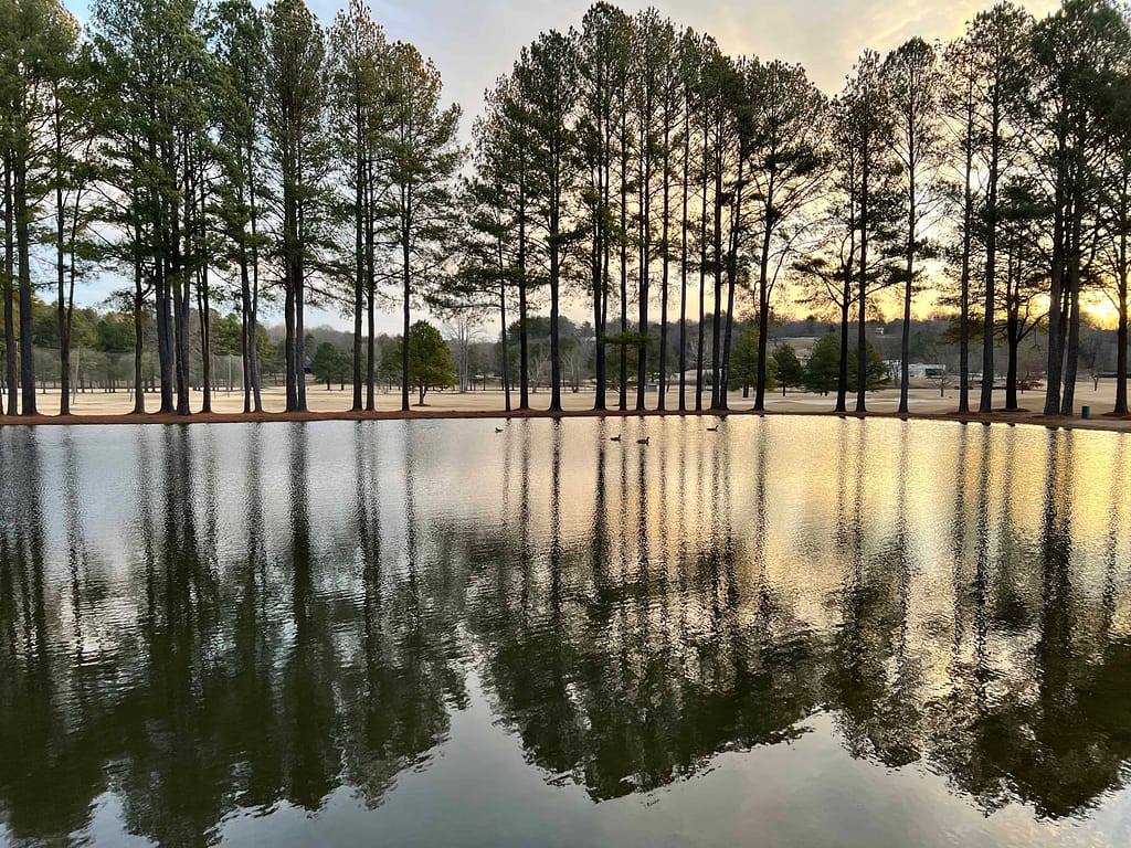 pine trees behind a pond in the sunrise