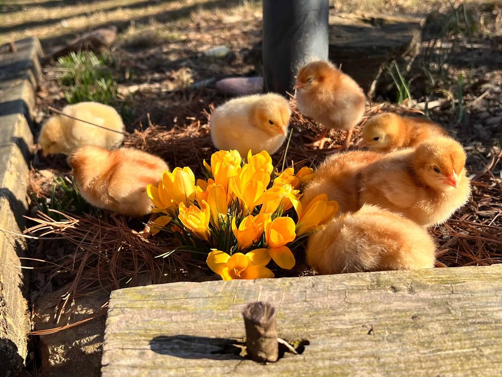 8 little yellow chicks