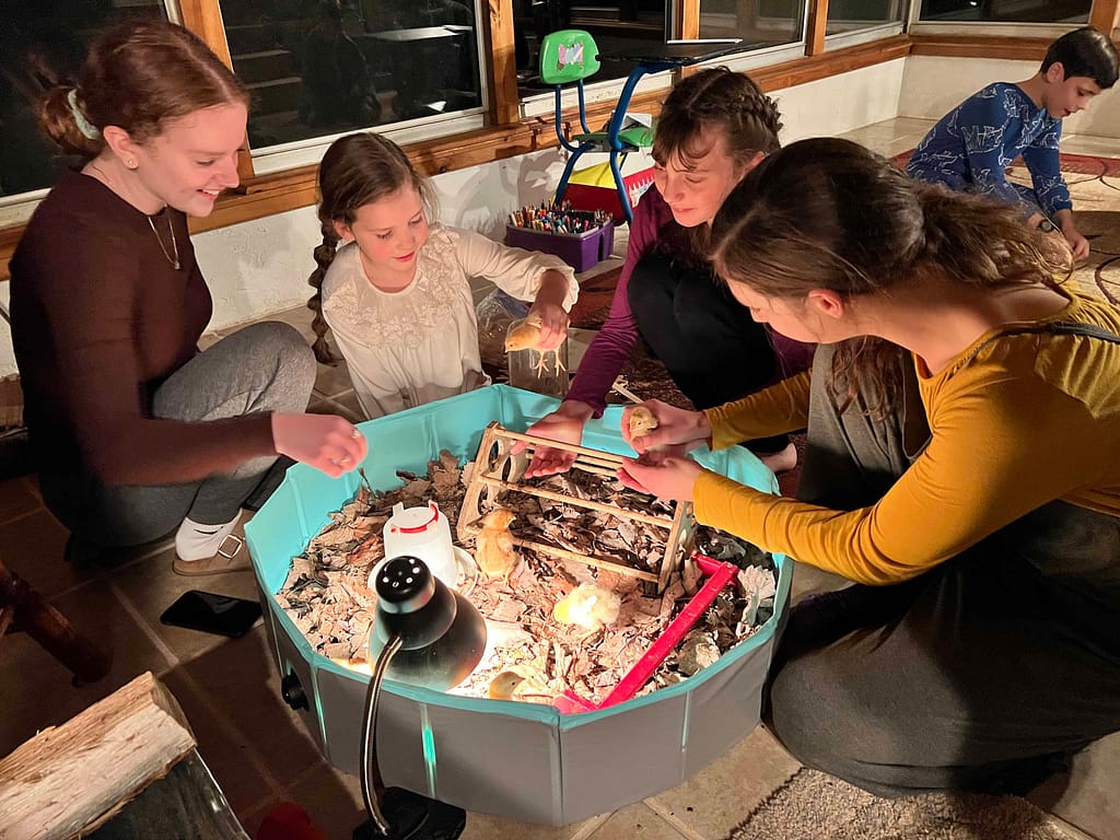 sisters looking at baby chicks in brooder