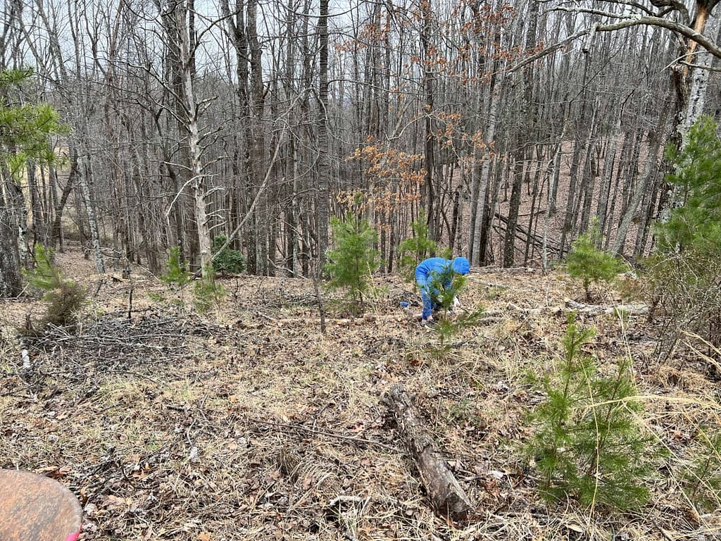 picking up sticks in the woods