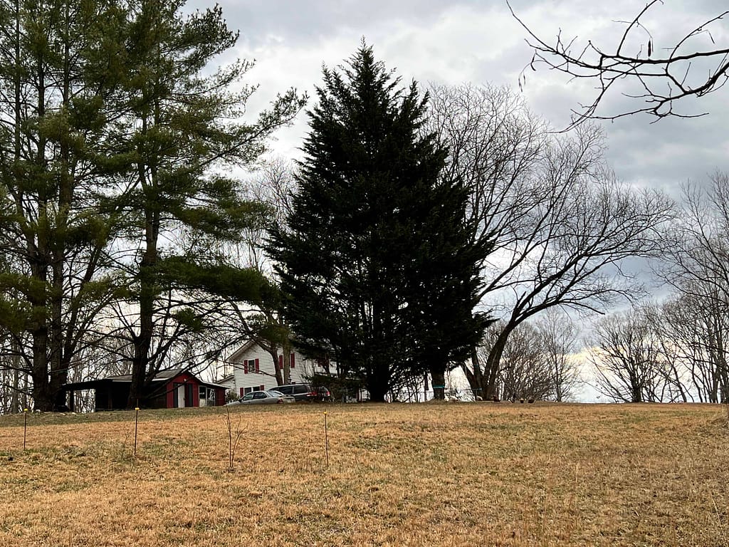 Evergreen trees and farmhouse in winter