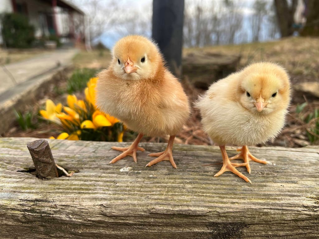 two chicks on wooden ledge