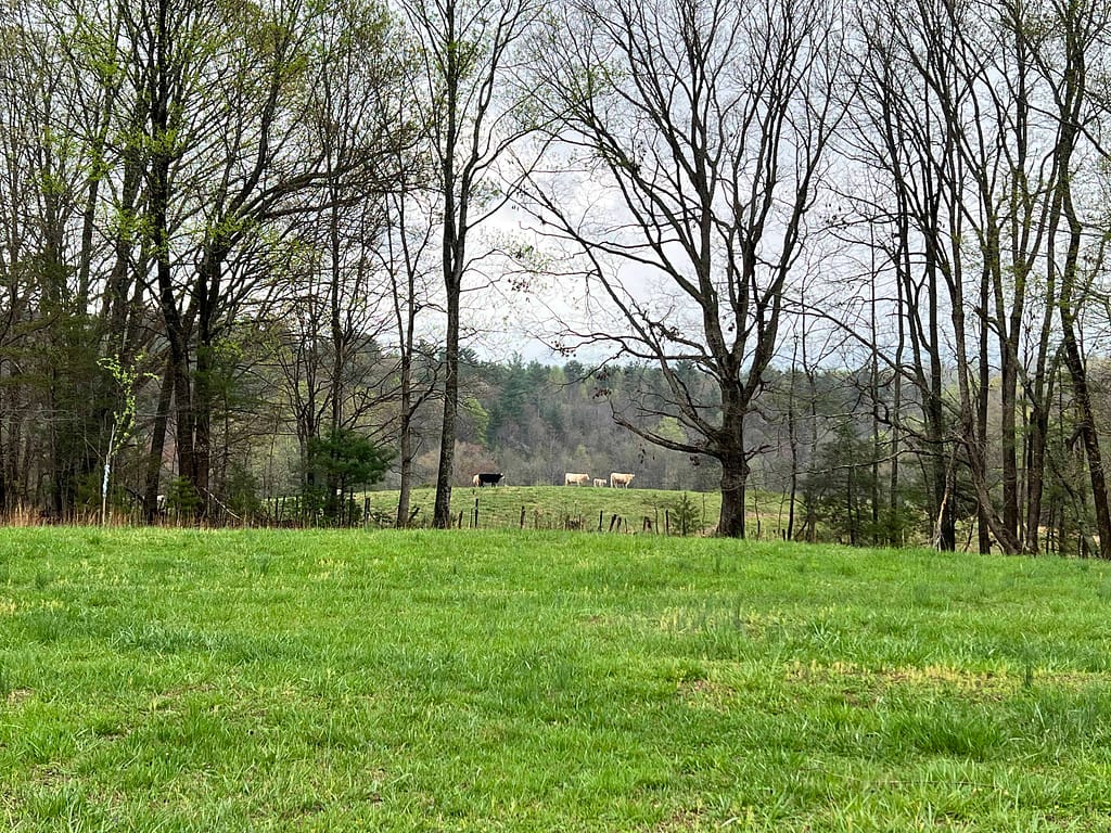 pasture with cows in it