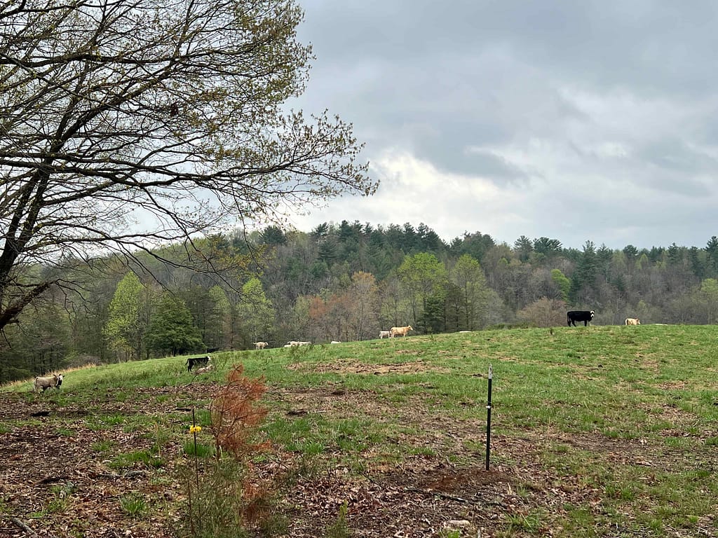 cow pasture in spring