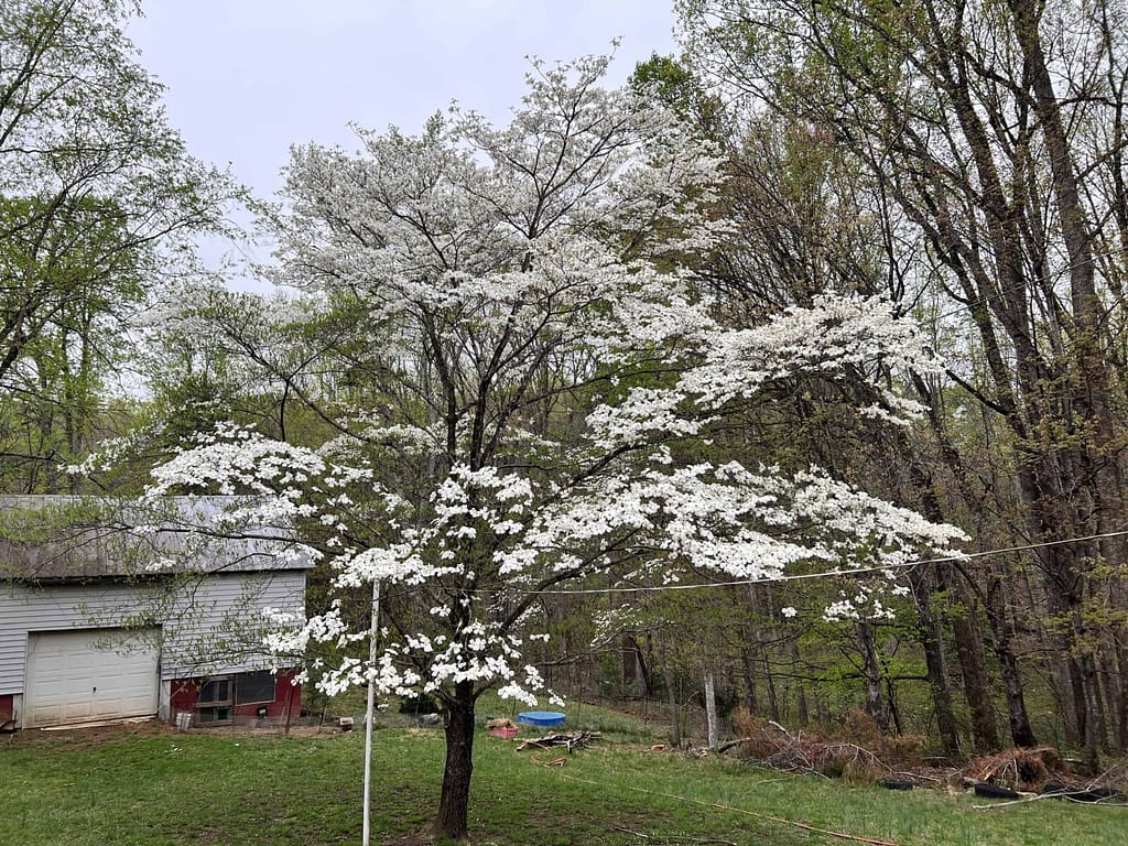 flowering dogwood