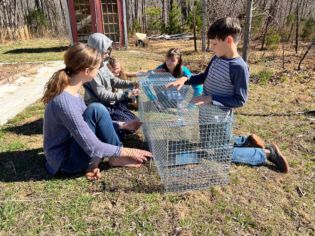 kids setting up a new raccoon trap