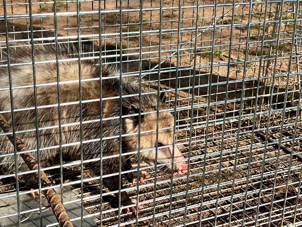 possum caught in a trap