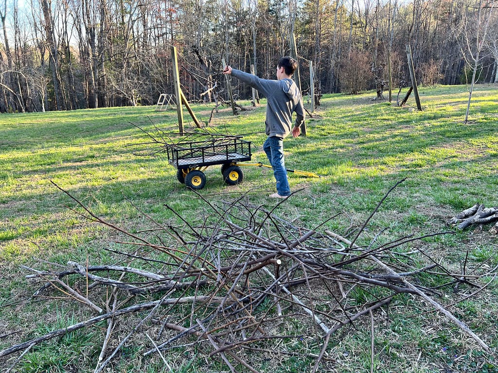 boy picking up pruned fig branches