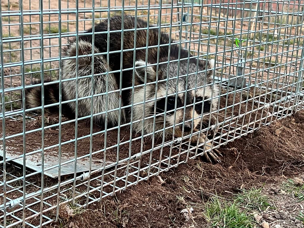 a raccoon caught in a trap