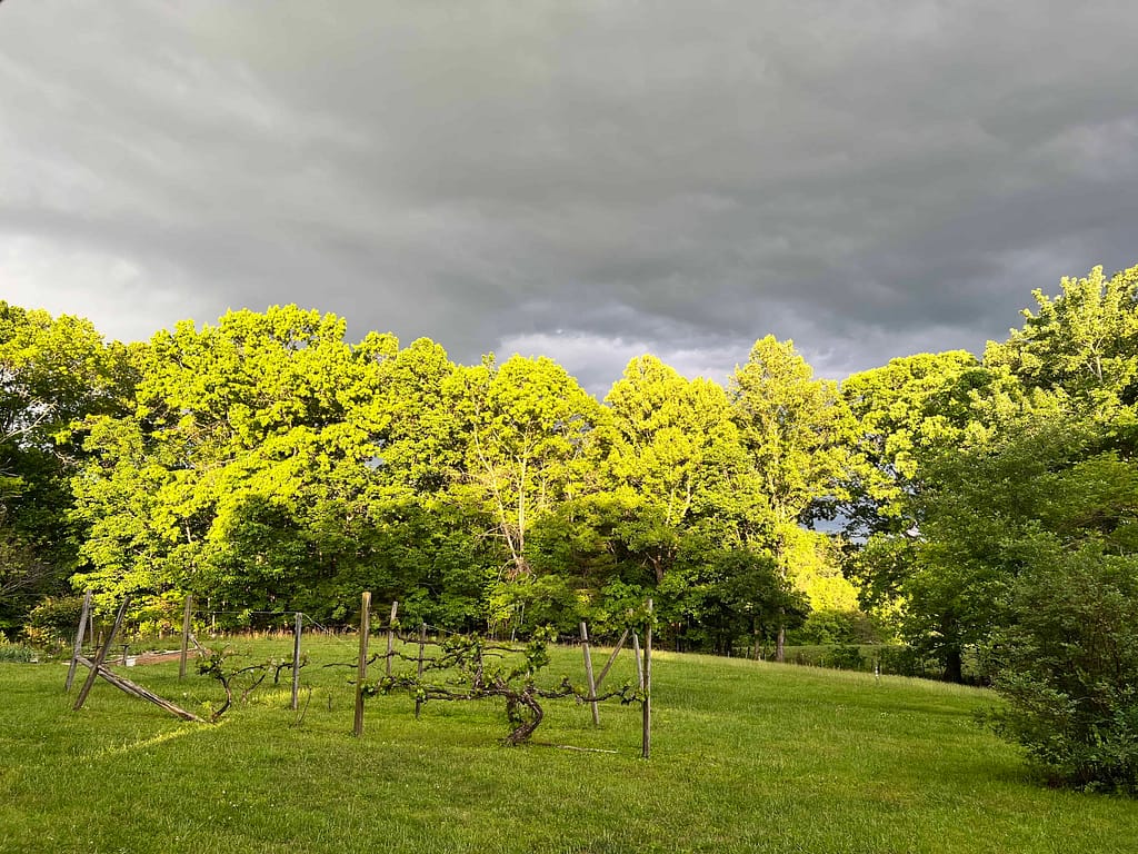 dark storm clouds over the trees
