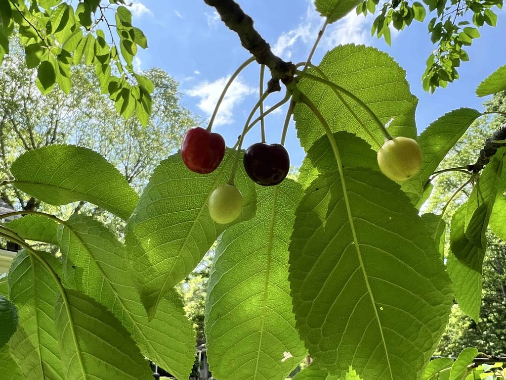 cherries becoming ripe