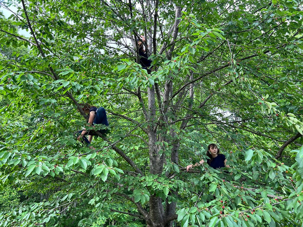 kids in a cherry tree