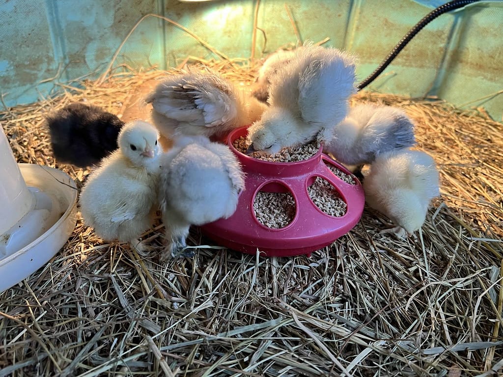 10 silkie chicks