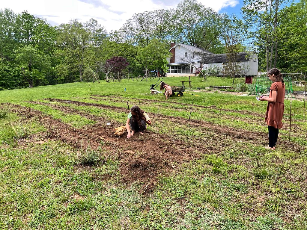 roto tilled garden
