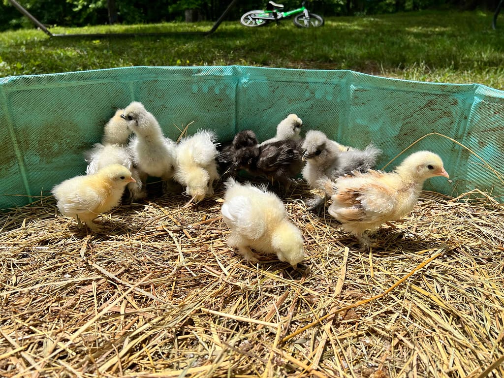 silkie chicks standing on hay