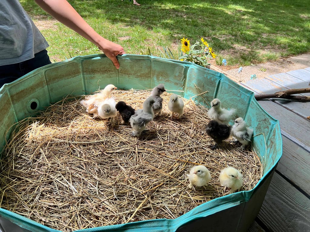 11 silkie chicks standing on hay
