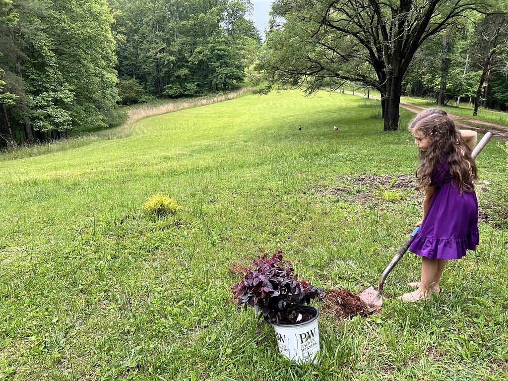 7 year old plants a Chinese Fringe flower