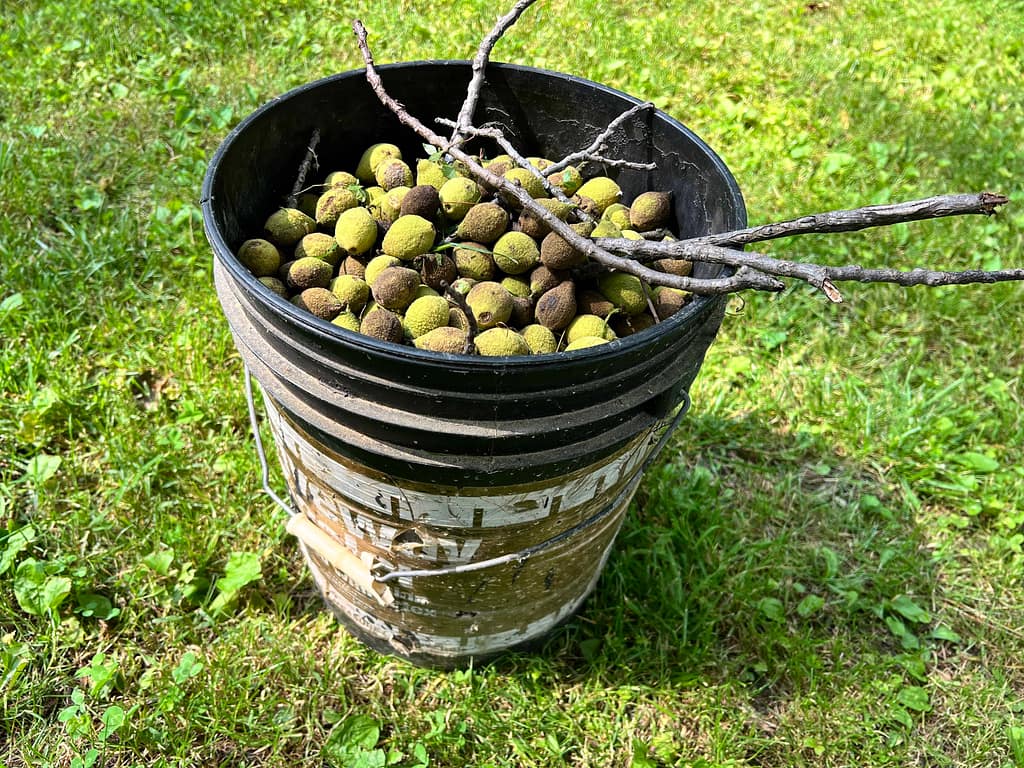 bucket of green walnuts