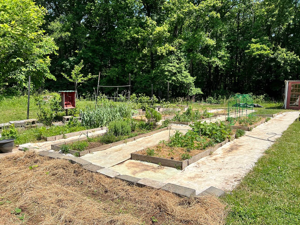 raised garden beds with white tarp paths