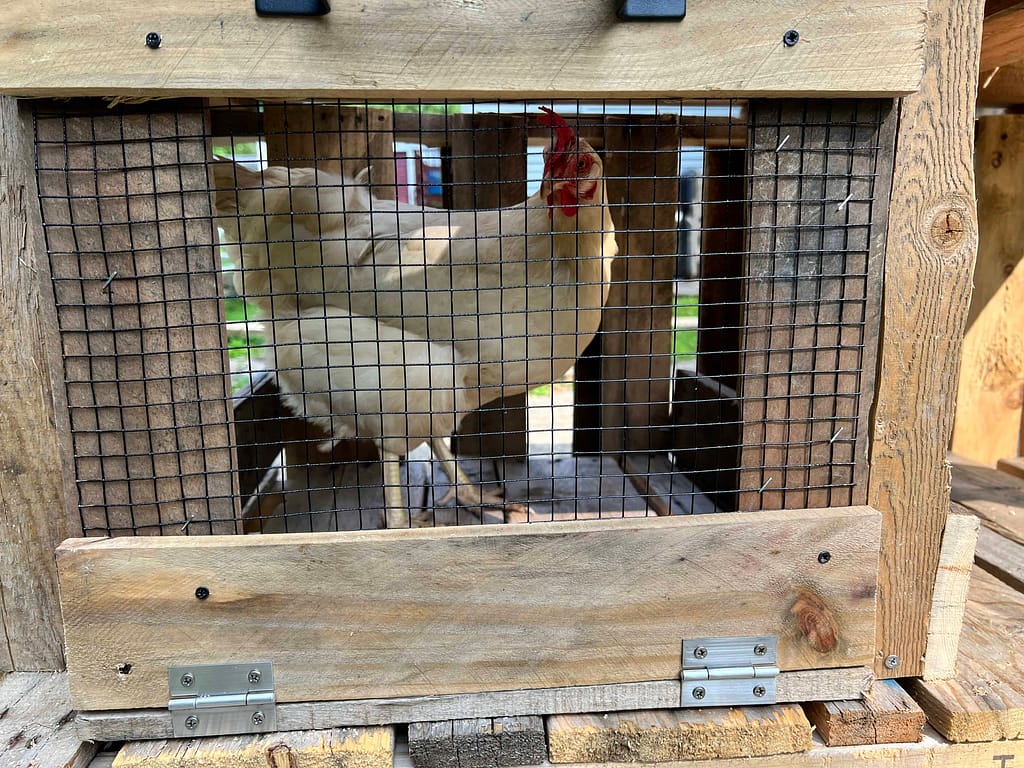 chicken in a mud kitchen oven