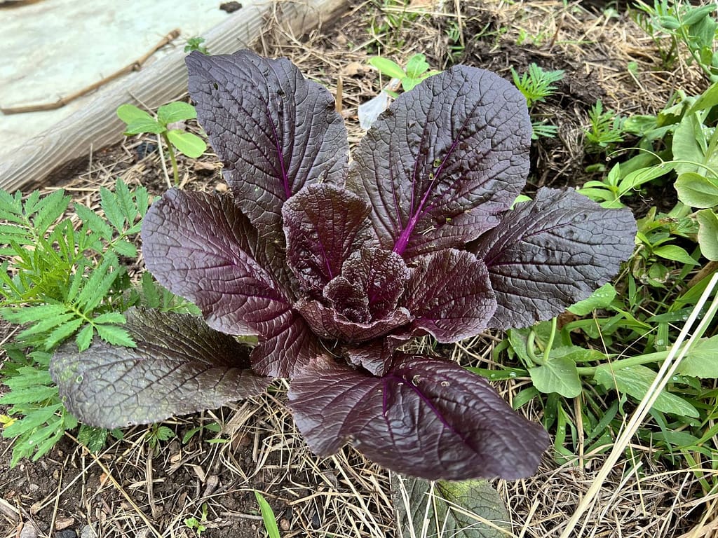 purple lettuce